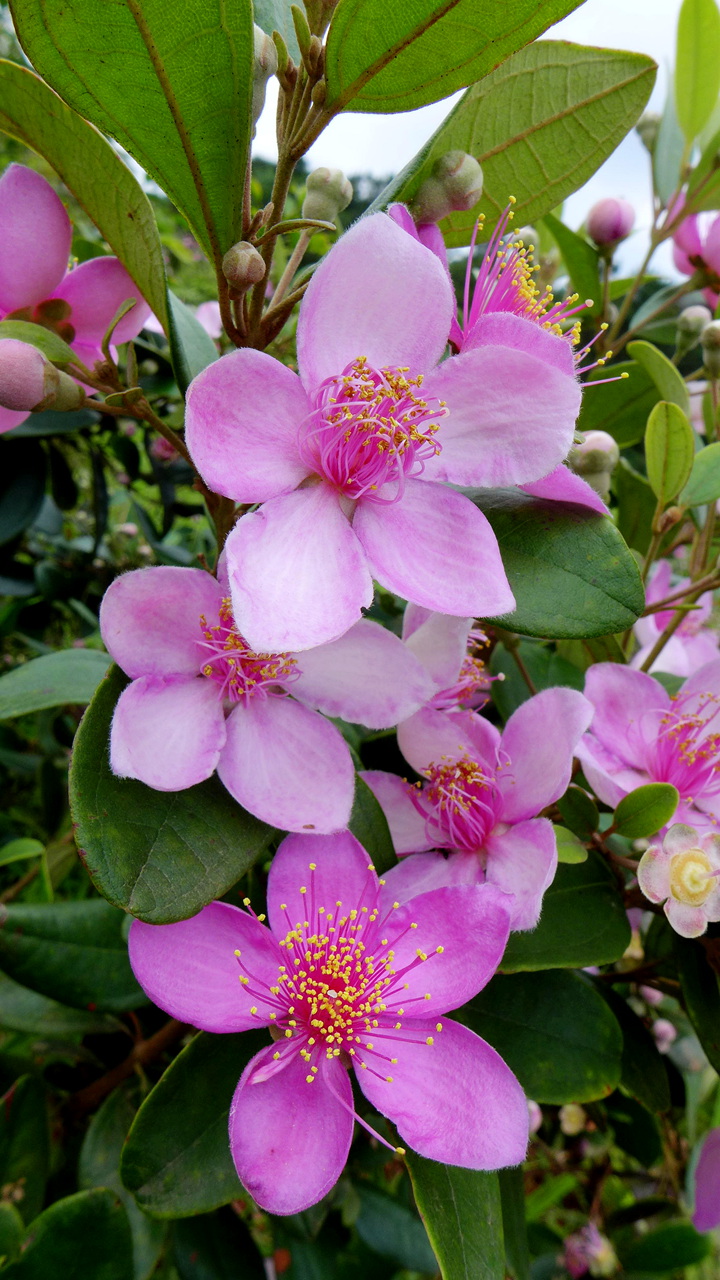 棯子花