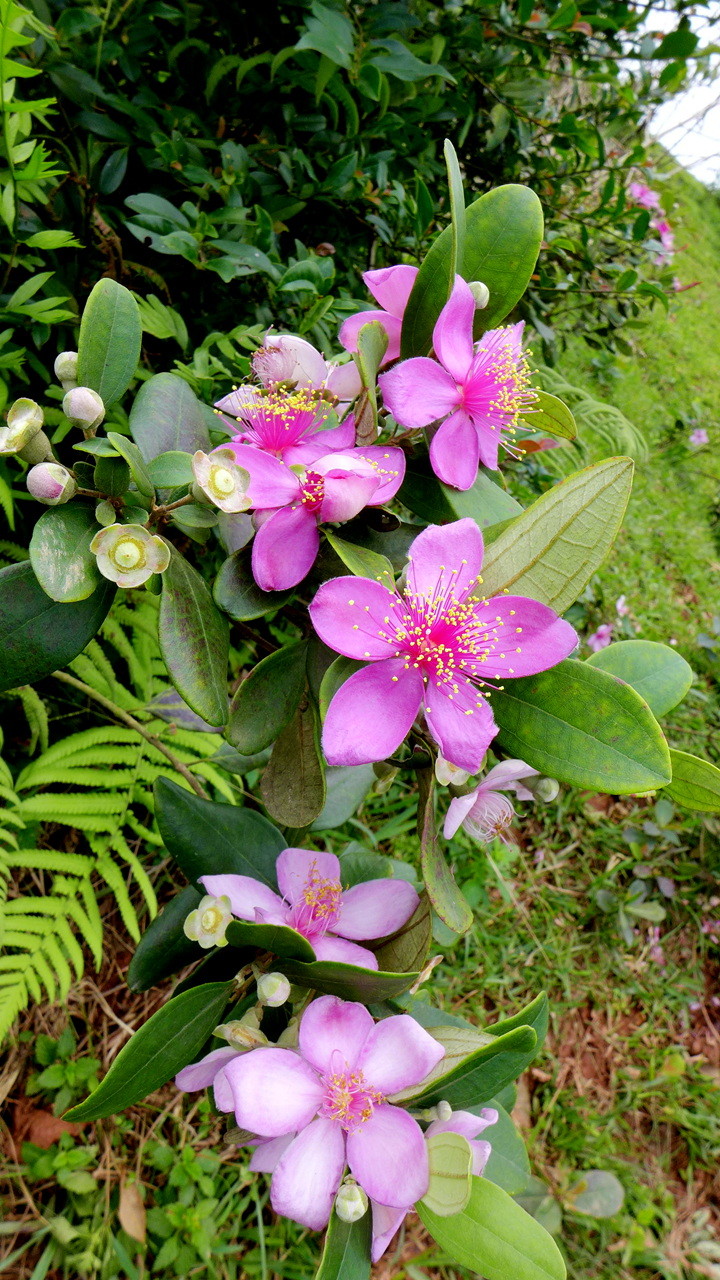 棯子花