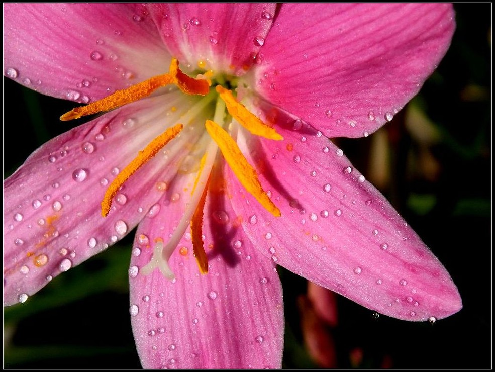 风雨花(韭兰)花语:坚强勇敢地面对