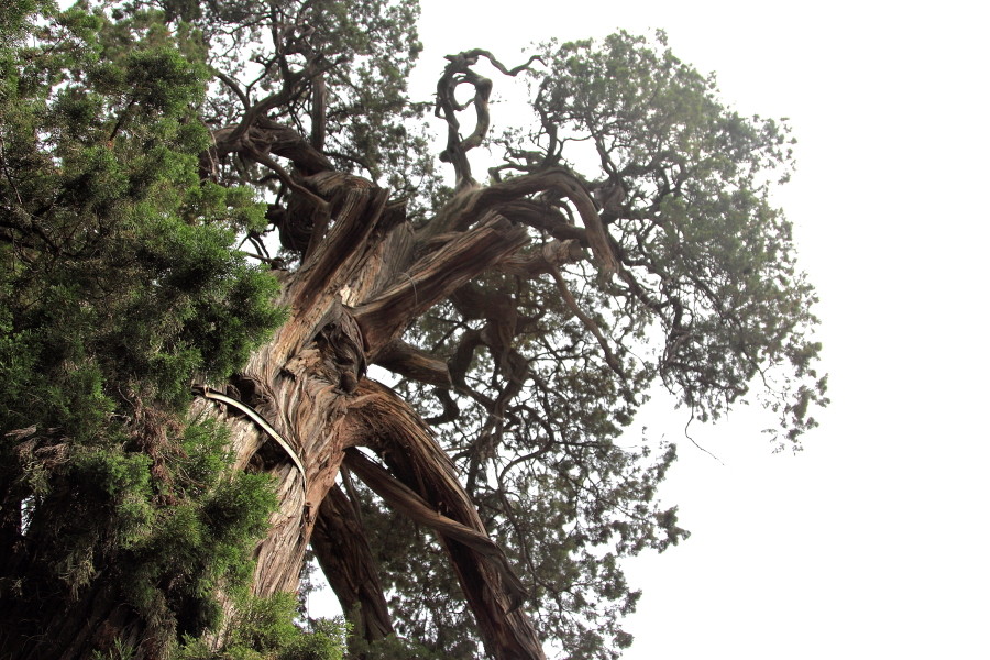 孔府千年古树_佳能60D论坛