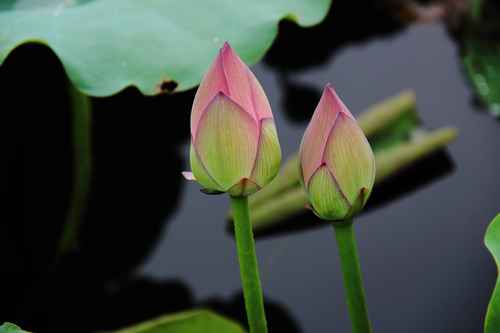 花都炭步镇荷花的头村池,有露营呀户外下雨美食图片