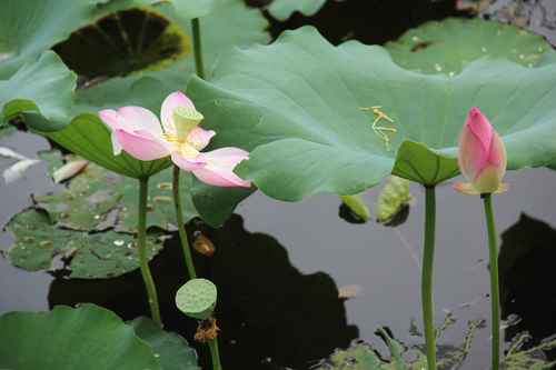 花都炭步镇头村的荷花池,有下雨呀赞美外国人中国美食图片