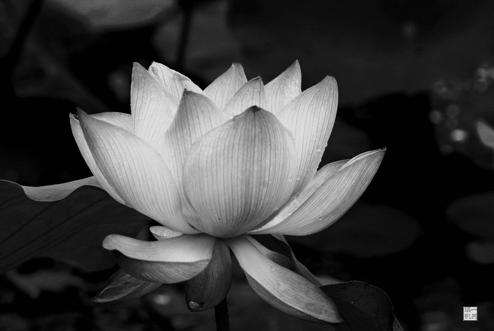 素菊缅怀祭友人