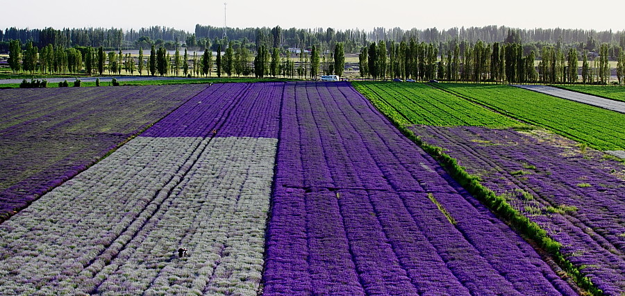 新疆特写-----世界第二大熏衣草基地_武汉摄友会论坛_太平洋电脑网产品论坛