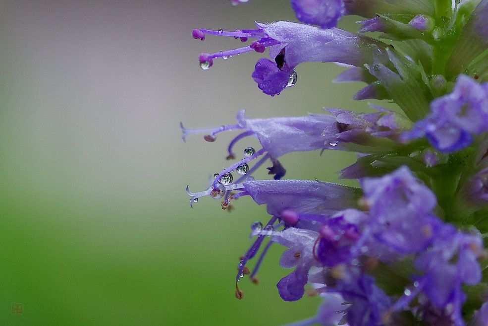 小巧玲珑的藿香花