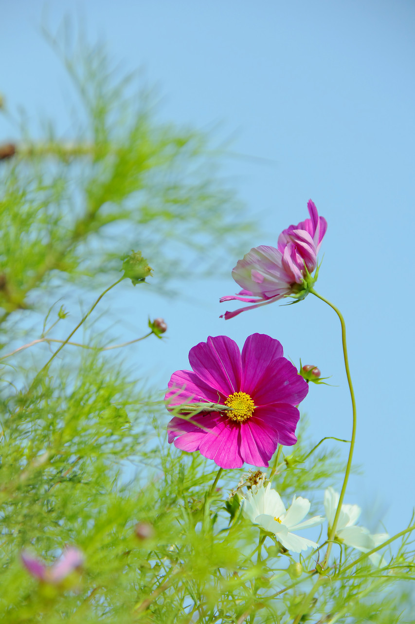 虫影,蓝天格桑花.