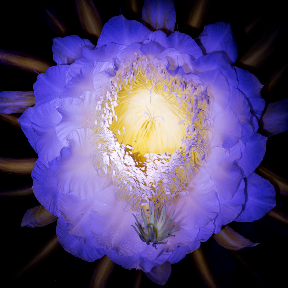 灯拍火龙果花_驴游色影论坛