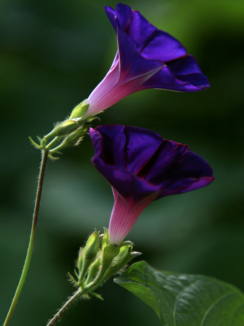 紫色牵牛花