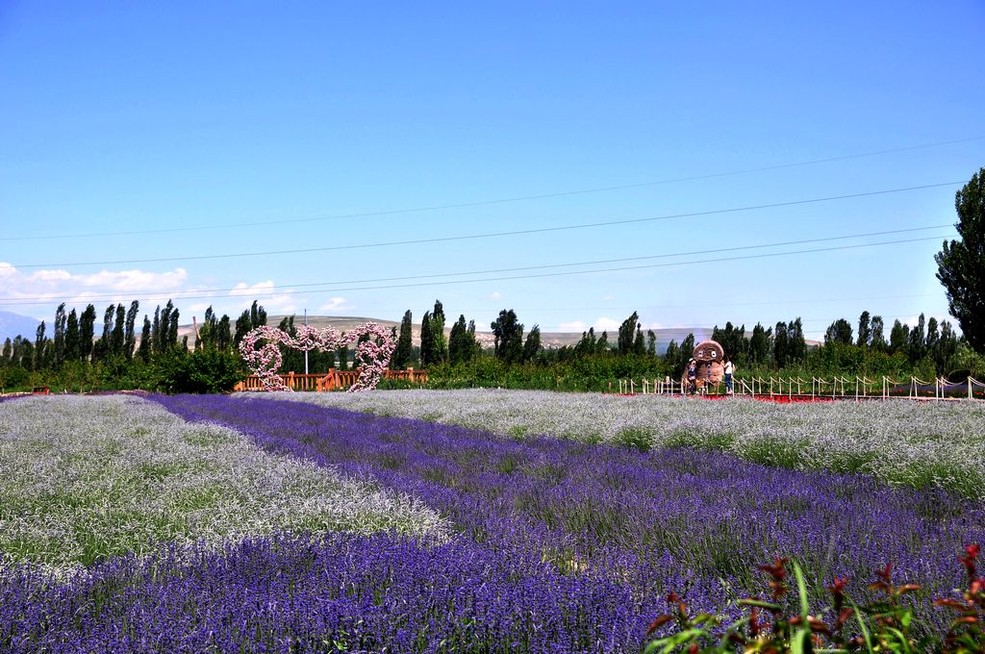 新疆伊犁--熏衣草基地_尼康D90论坛_太平洋电脑网产品论坛