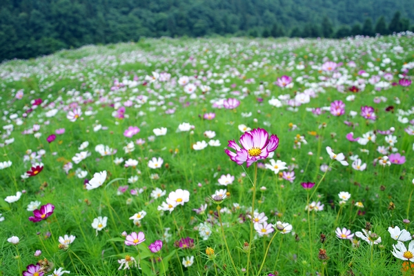 探秘情花谷