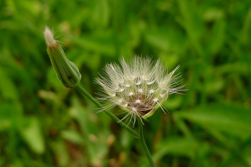 蒲公英和黄鹌菜