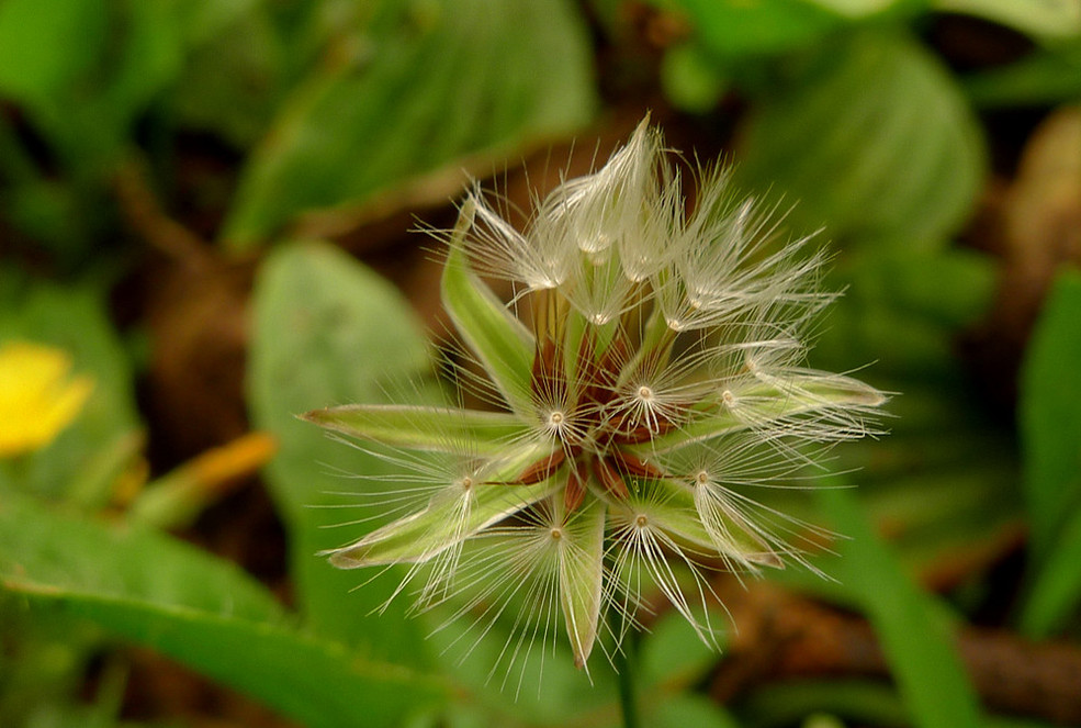蒲公英和黄鹌菜