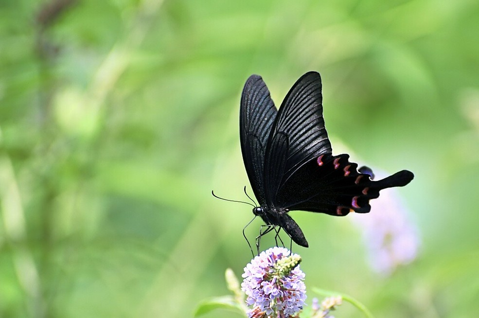 一只黑蝴蝶。