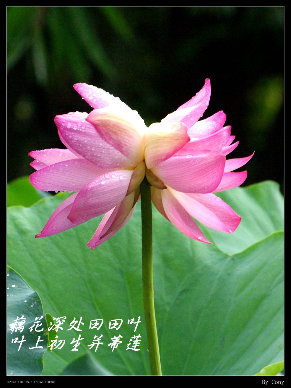 并蒂莲