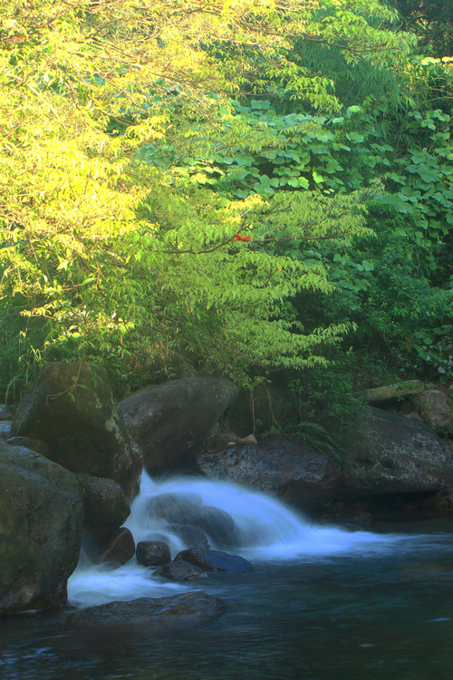 林中小溪流水