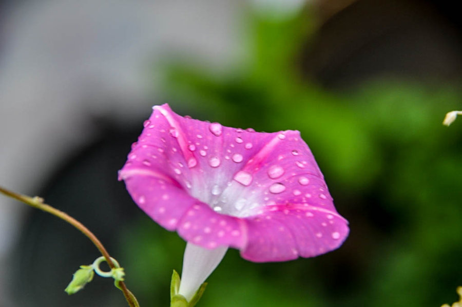 【雨后牵牛花摄影图片】生态摄影_太平洋电脑网摄影