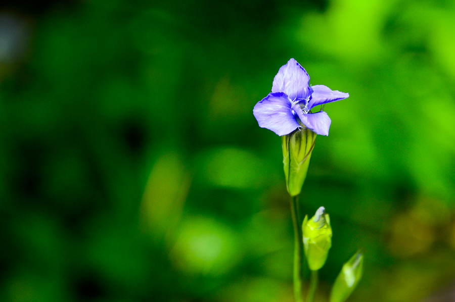 山间小花