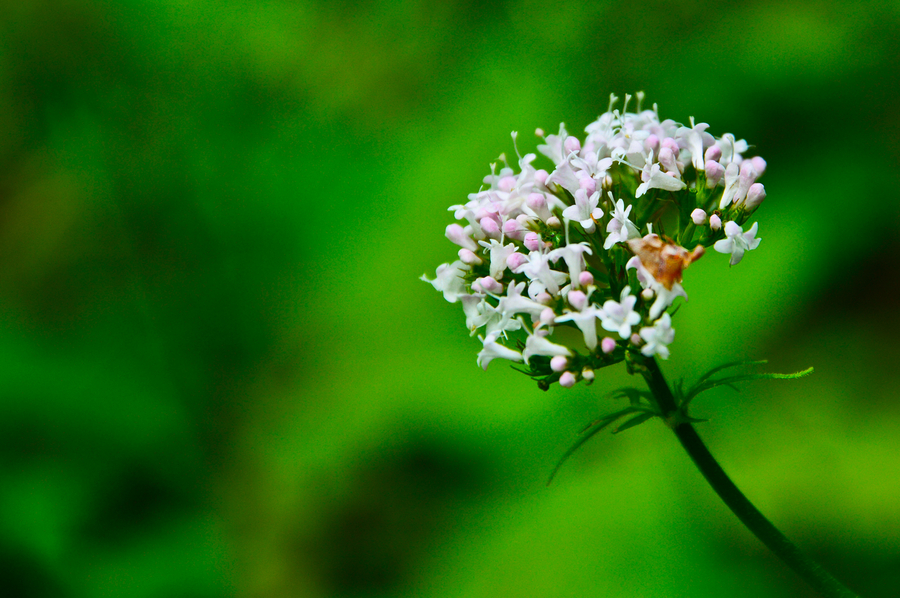 山间小花