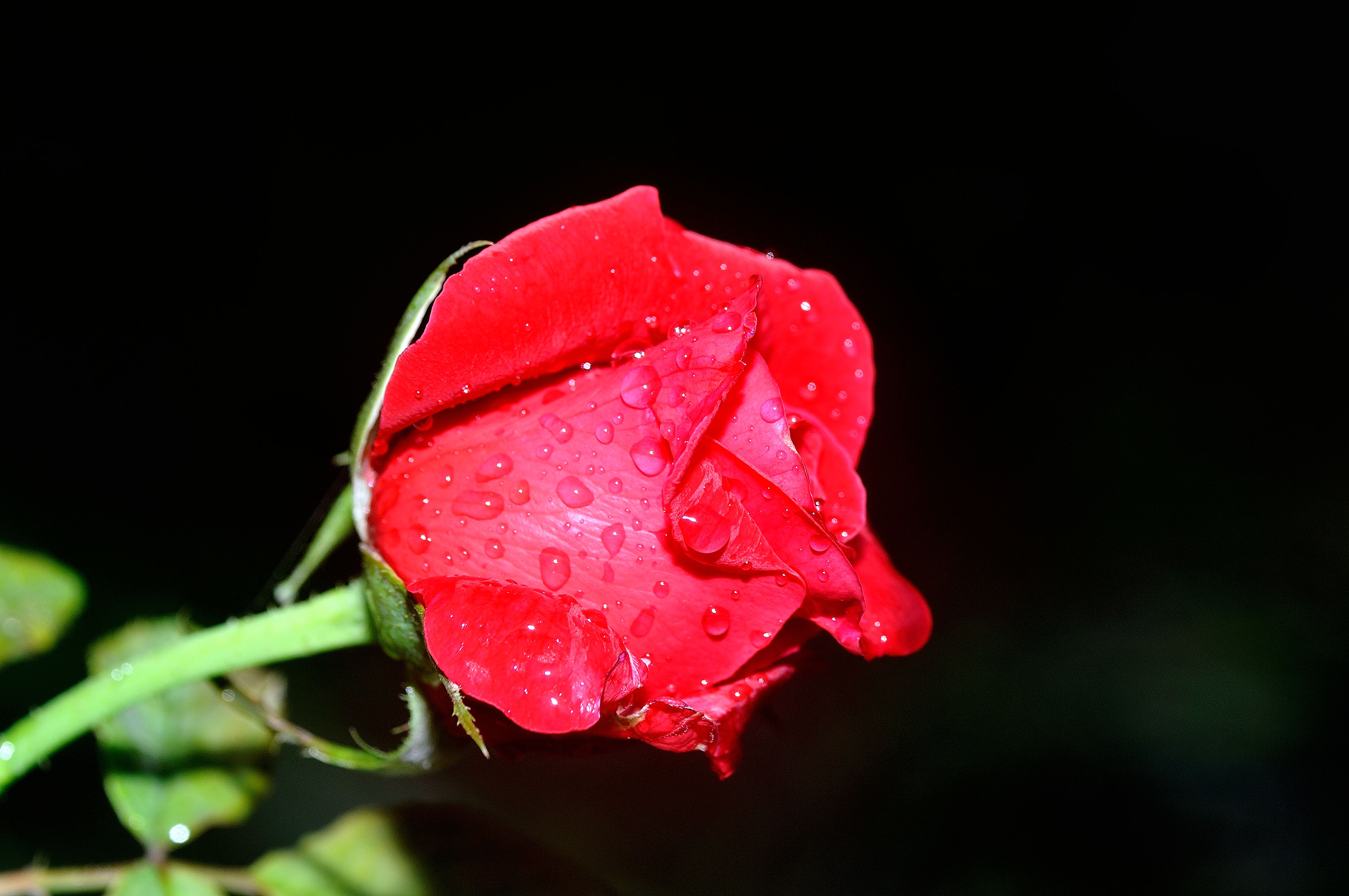 雨后月季花