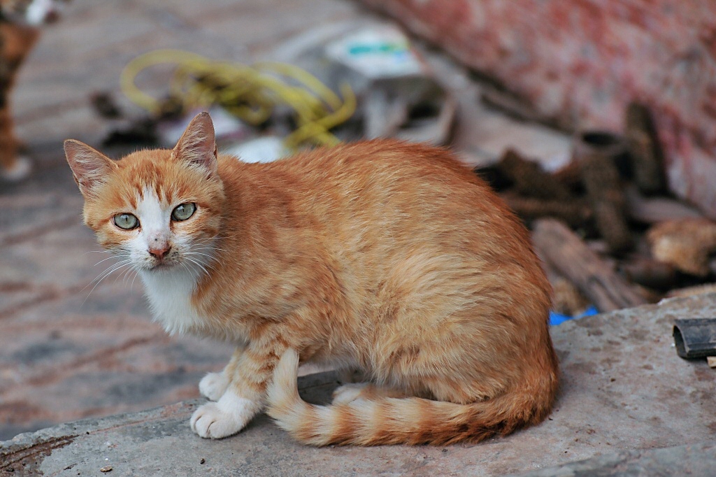 小猫咪真可爱.