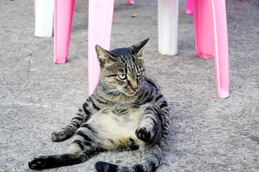 【土猫的懒散坐姿摄影图片】纪实摄影_太平洋电脑网摄影部落