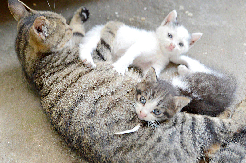 猫妈妈