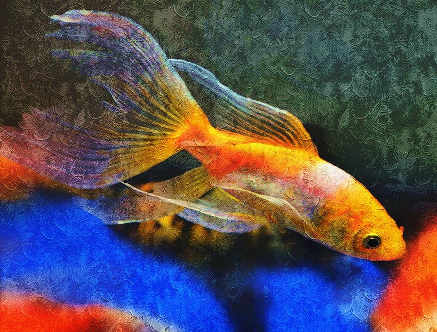 【油画里游动的鱼儿摄影图片】生态摄影