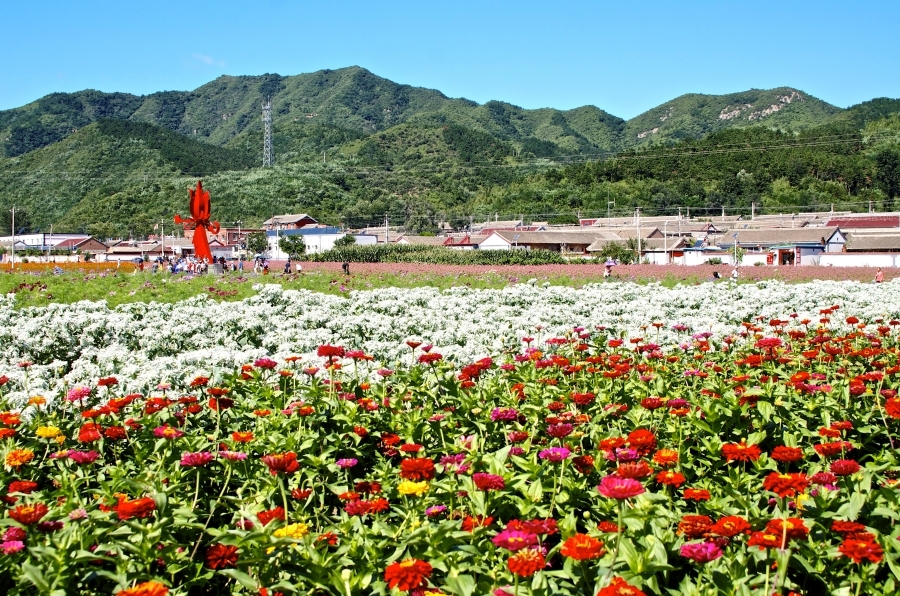 鲜花盛开的村庄