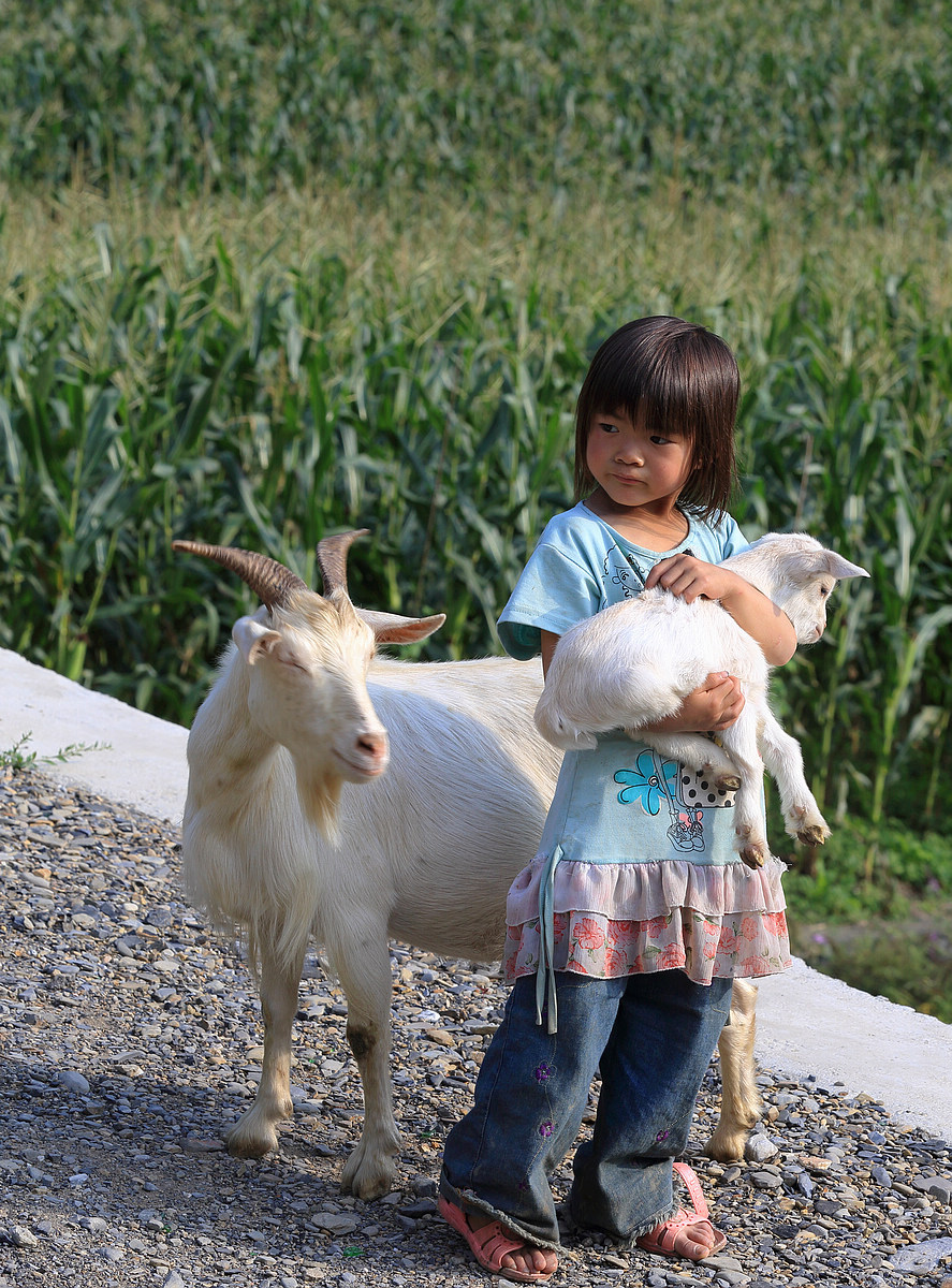 原生态山村方斗坪行摄之放羊的小女孩