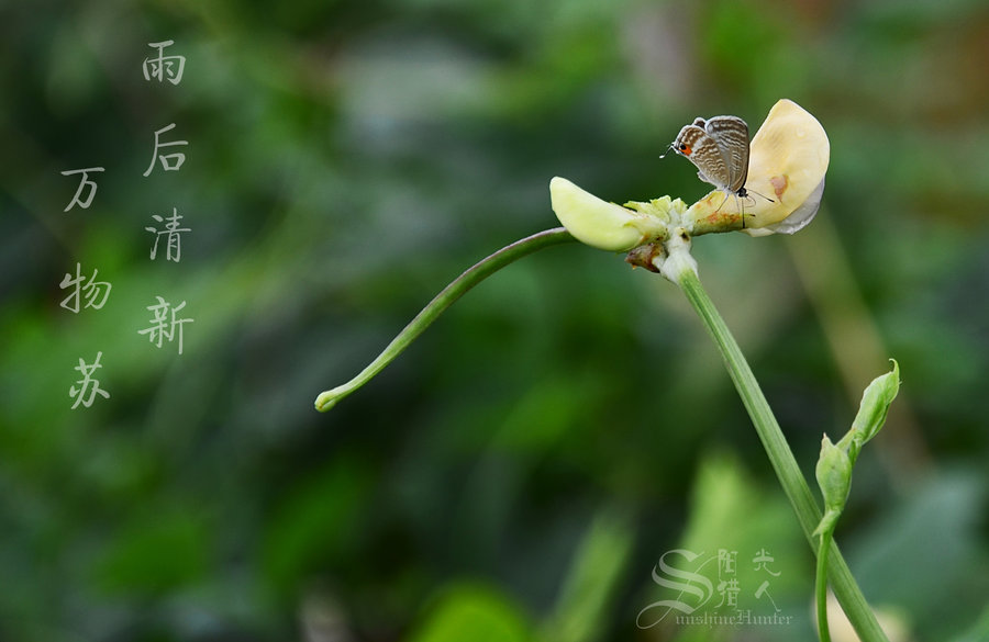 雨后清新,万物苏