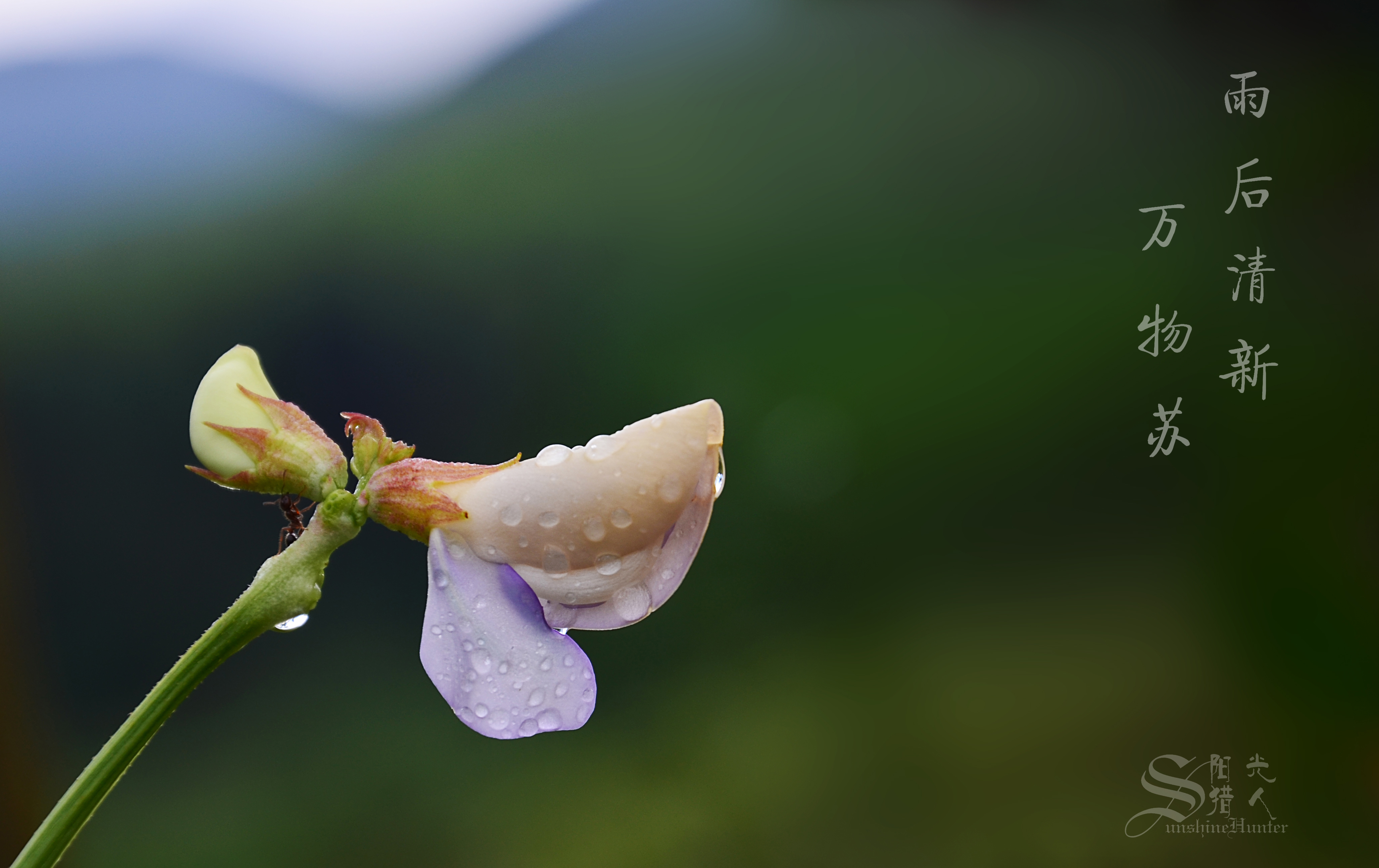 雨后清新,万物苏