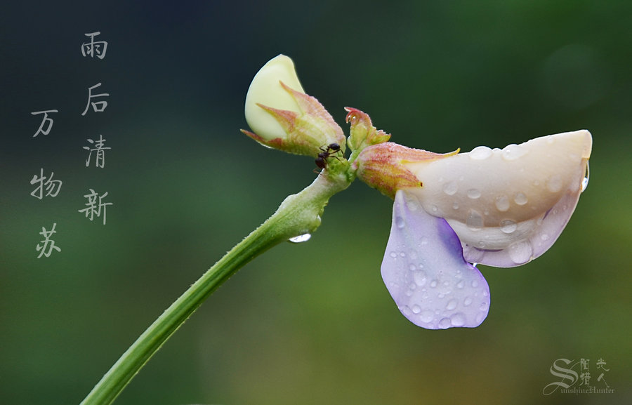 雨后清新,万物苏