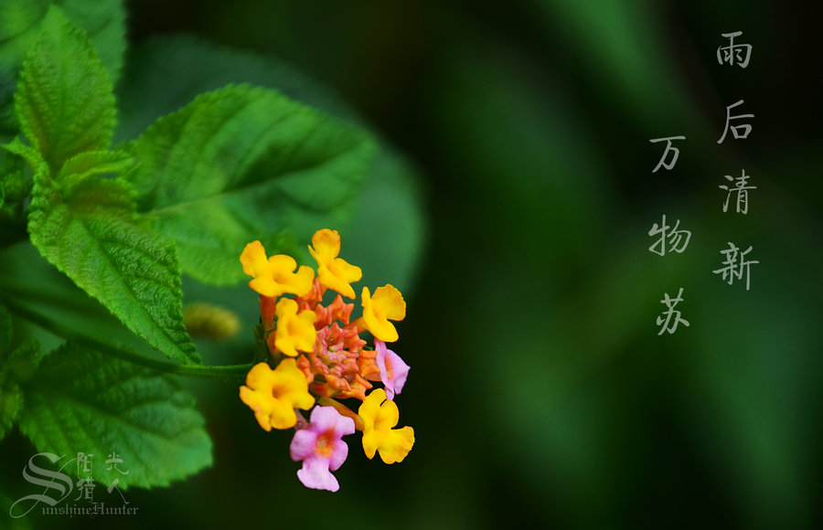 雨后清新,万物苏