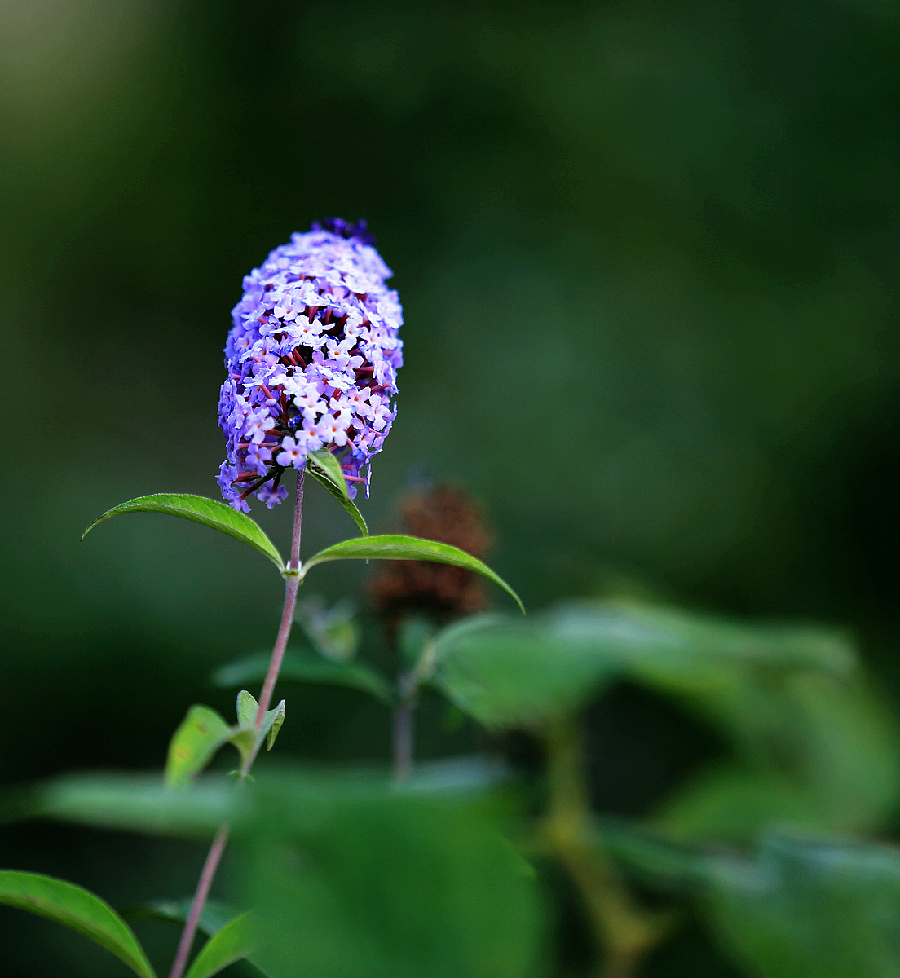 山间野花