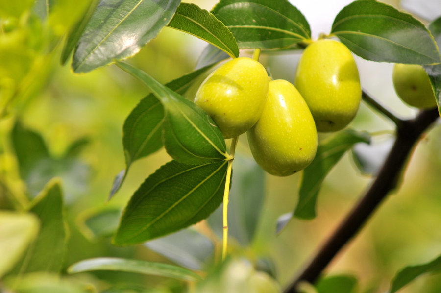 怎样培育枣树优质大苗？