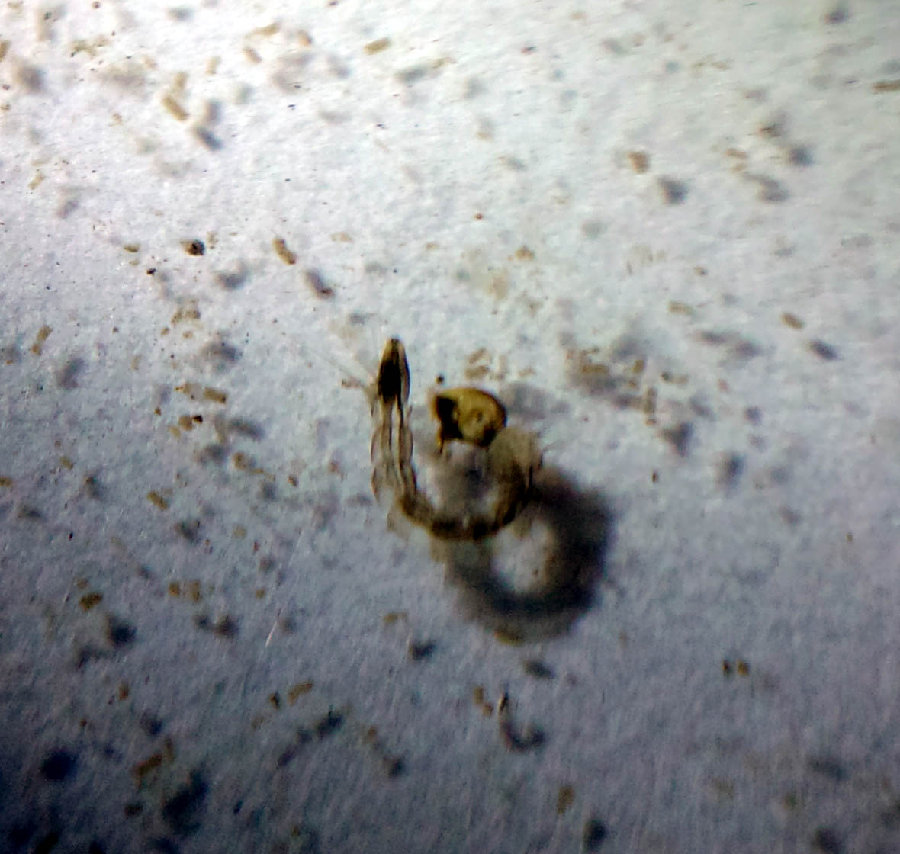 【手机拍的超微距蚊子幼虫摄影图片】生态摄影