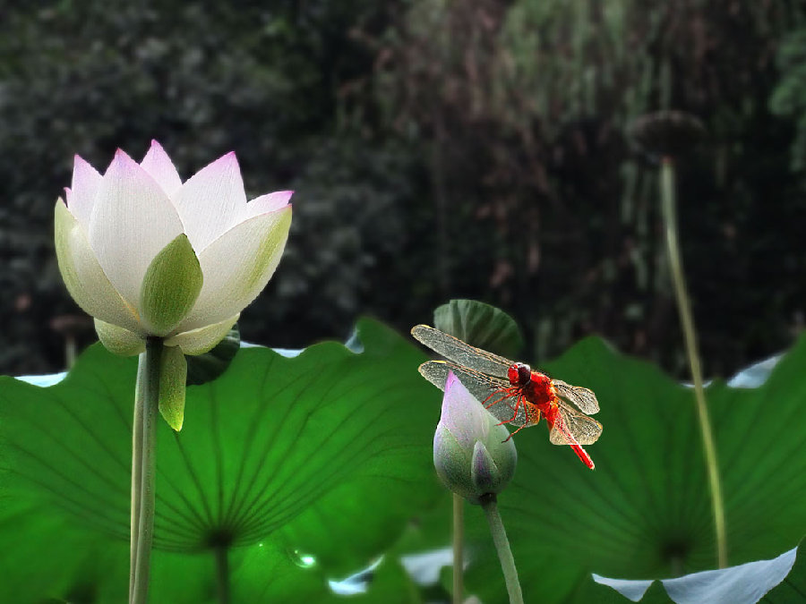 【 蜻蜓 .荷花图摄影图片】生态摄影_太平洋电脑网