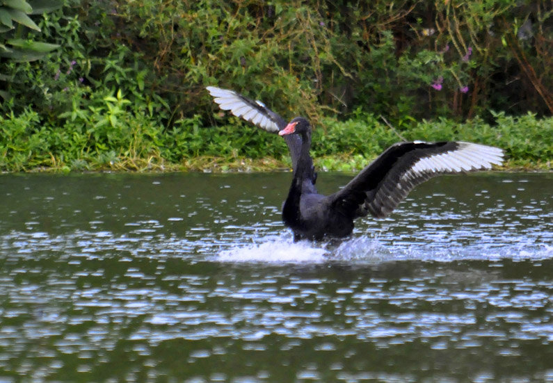 【飞翔与悠游的黑天鹅摄影图片】生态摄影