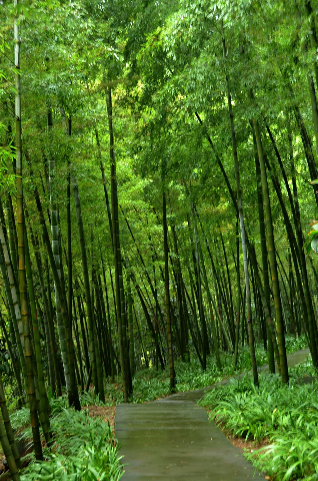 重庆北碚缙云山风景区---幽幽竹海游览