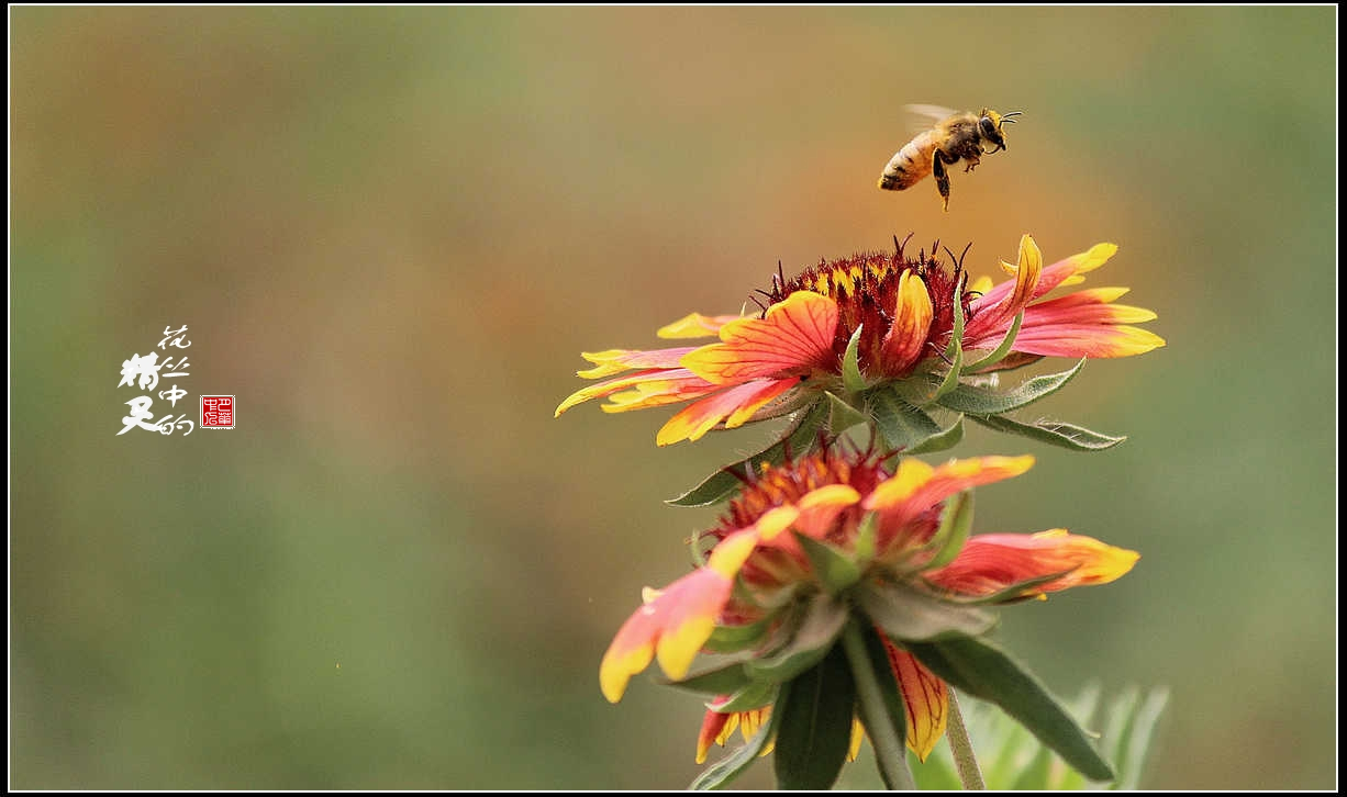 花丛中的精灵1---蜜蜂