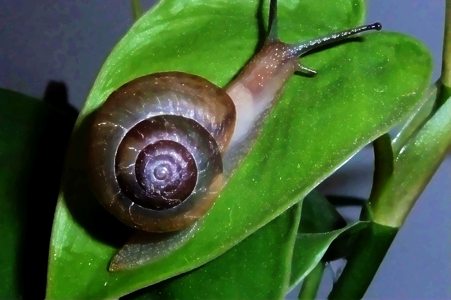 【微距(蜗牛)摄影图片】生态摄影_太平洋电脑网摄影