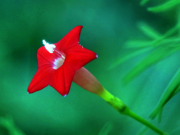 莺萝花