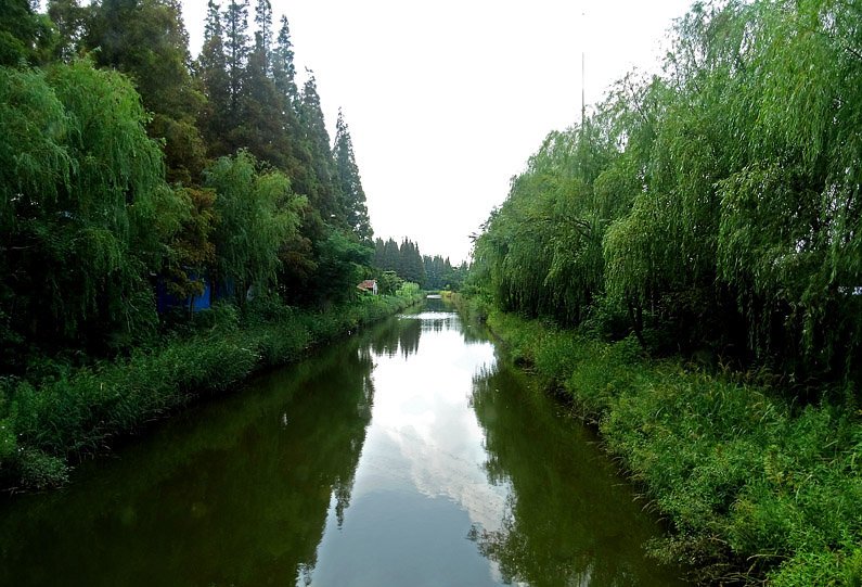 崇明岛记游其二西沙湿地的景色共p