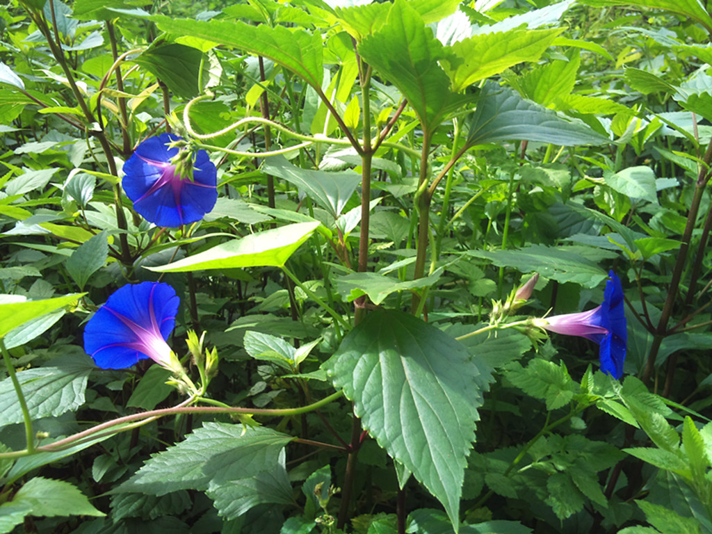 夏季的小花小草