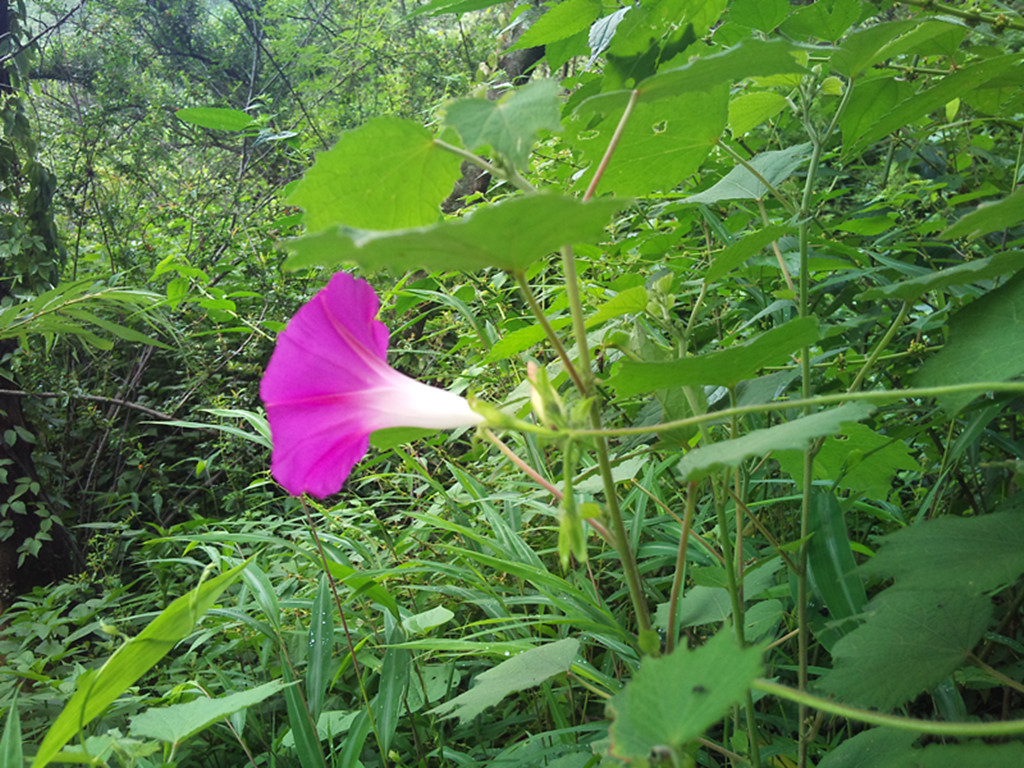 夏季的小花小草