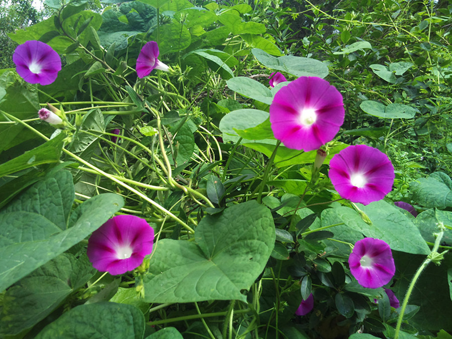 夏季的小花小草