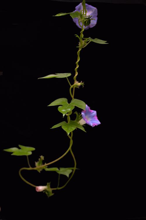 青青藤蔓牵牛花---中秋节的思念