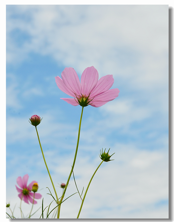 格桑花