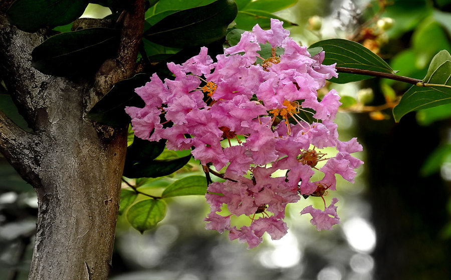 【 紫薇树 摄影图片】生态摄影_太平洋电脑网摄影部落