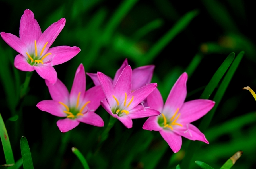 水仙花的花语是什么